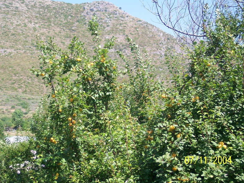 s-100_1899.jpg