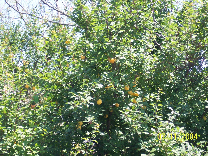 s-100_1900.jpg