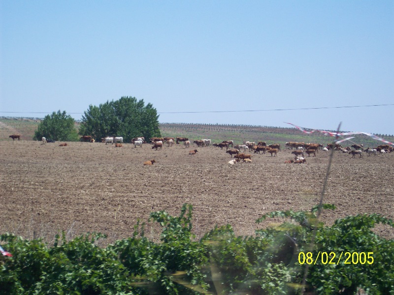s-100_2774.jpg