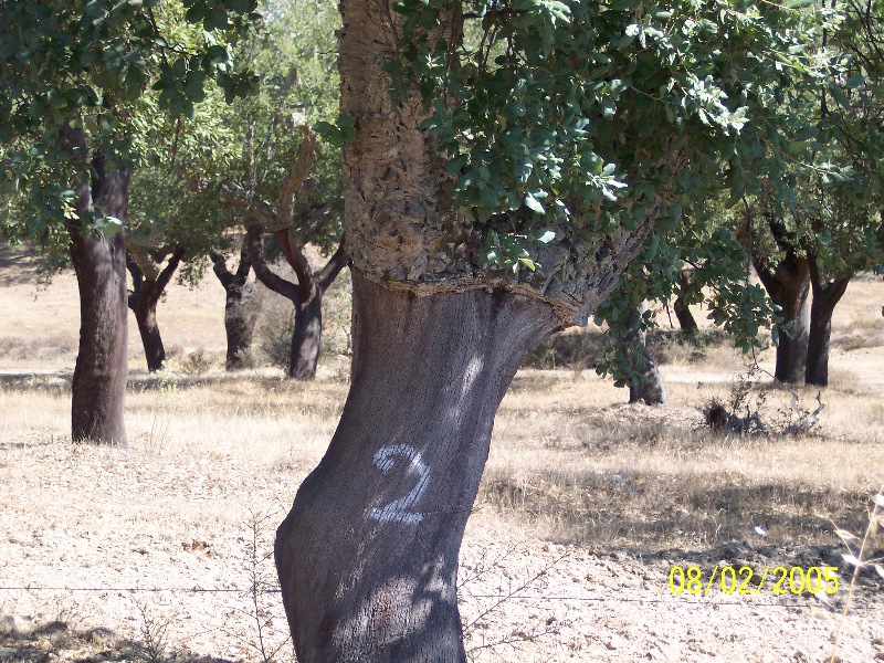 s-100_2823.jpg