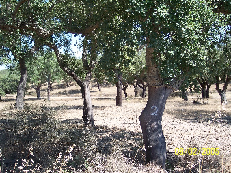 s-100_2824.jpg
