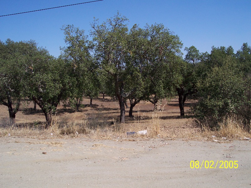 s-100_2825.jpg