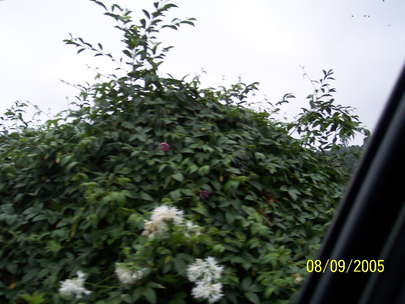 s-100_3752.jpg