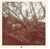 swayne_old049.jpg